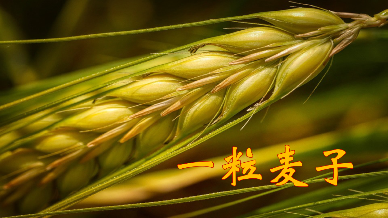 一粒麦子